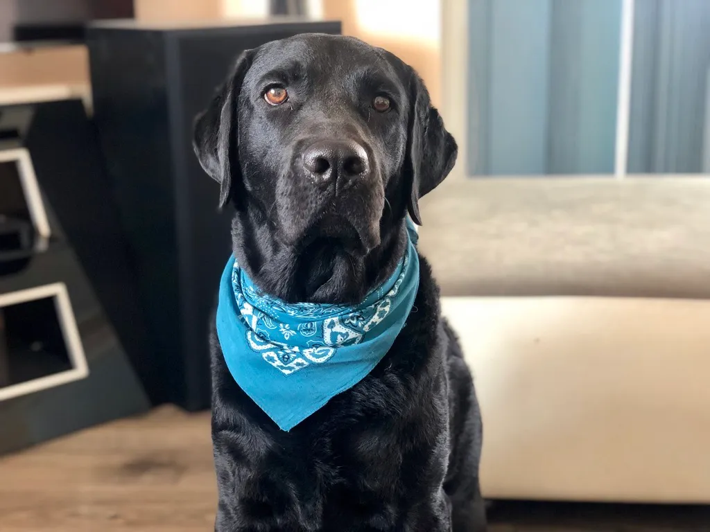 Byte, a black labrador in a teal bandana, looking into the camera