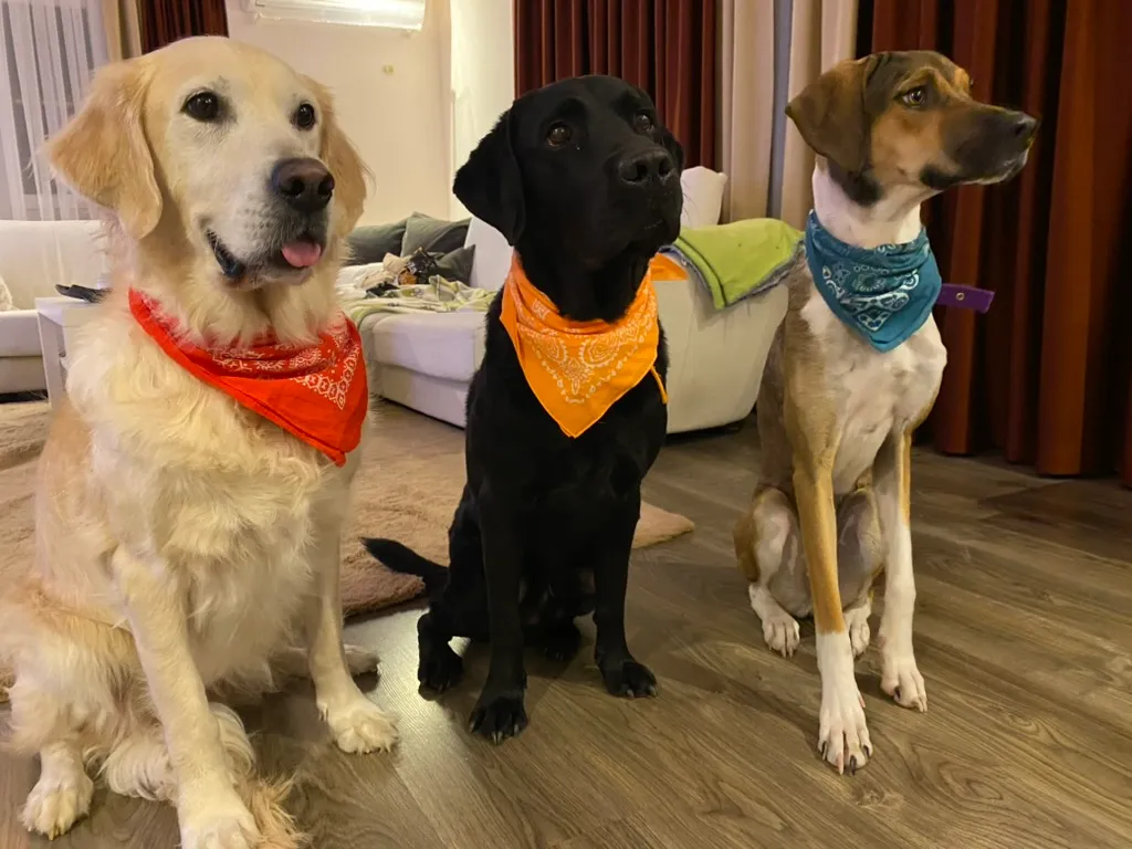 Lisa the golden retriever, Byte the black labrador and Jessie the hound, sitting in a row in bandanas